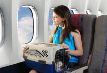 Evcil Hayvan için Uçak Bileti Almak Gerekir mi?