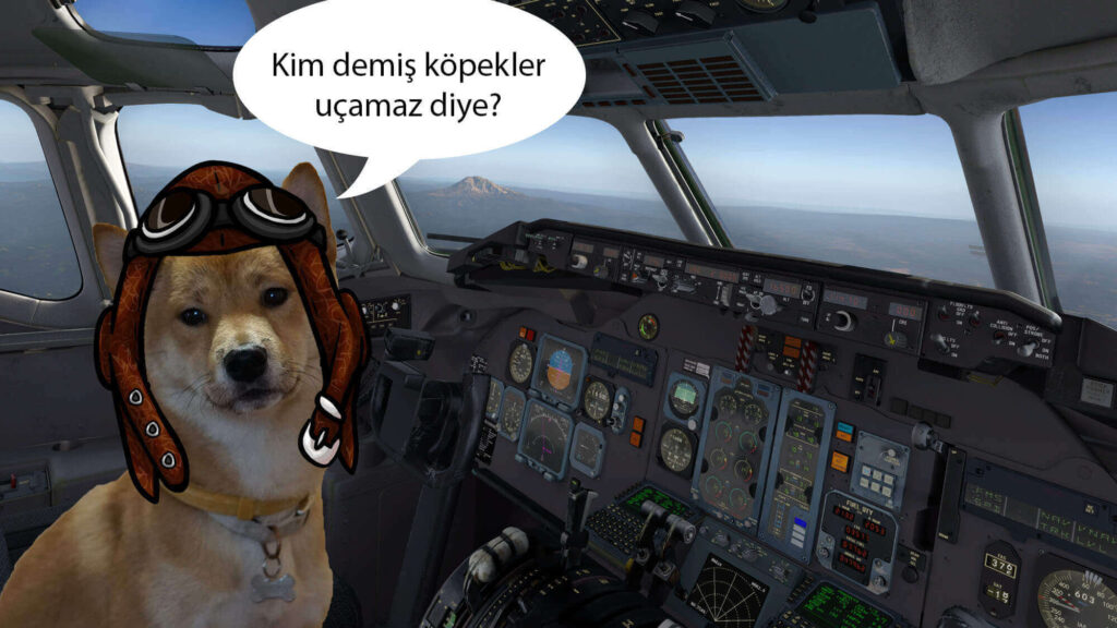 Uçakta Evcil Hayvan Taşınır mı?